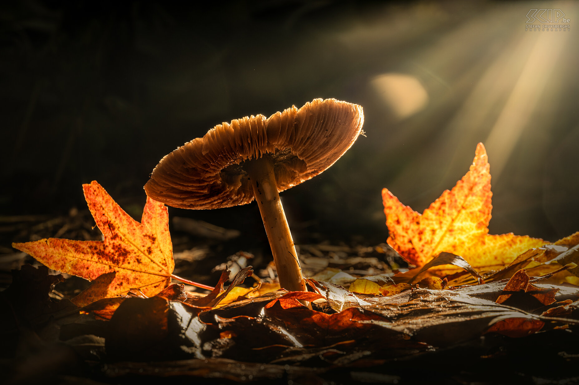 Paddenstoelen - Gewone beurszwam Deze herfst duiken er weer zeer veel prachtige paddenstoelen en zwammen op in onze bossen en tuinen Stefan Cruysberghs